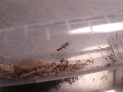 Ghost ant