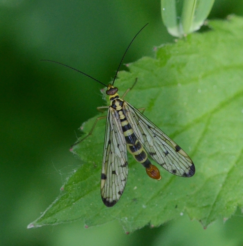 Panorpa germanica