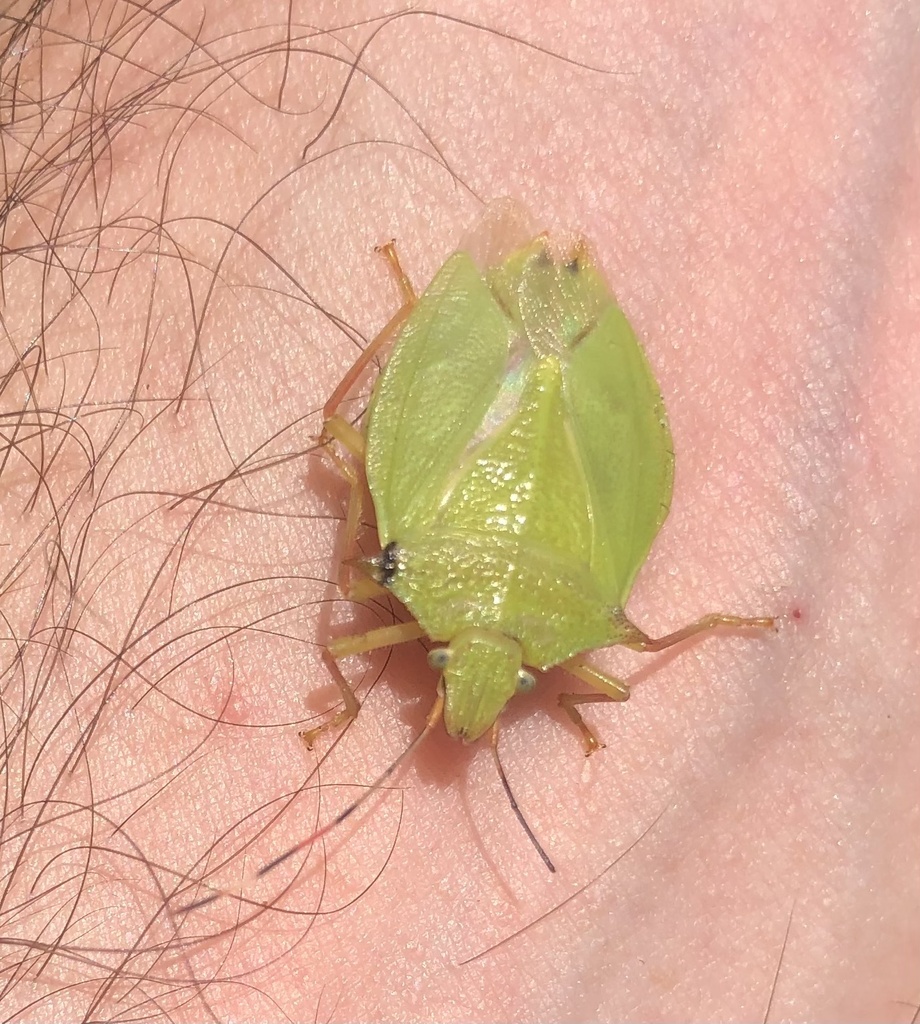 Chlorocoris from Rua Dona Paulina, Ubatuba, SP, BR on December 14, 2023 ...