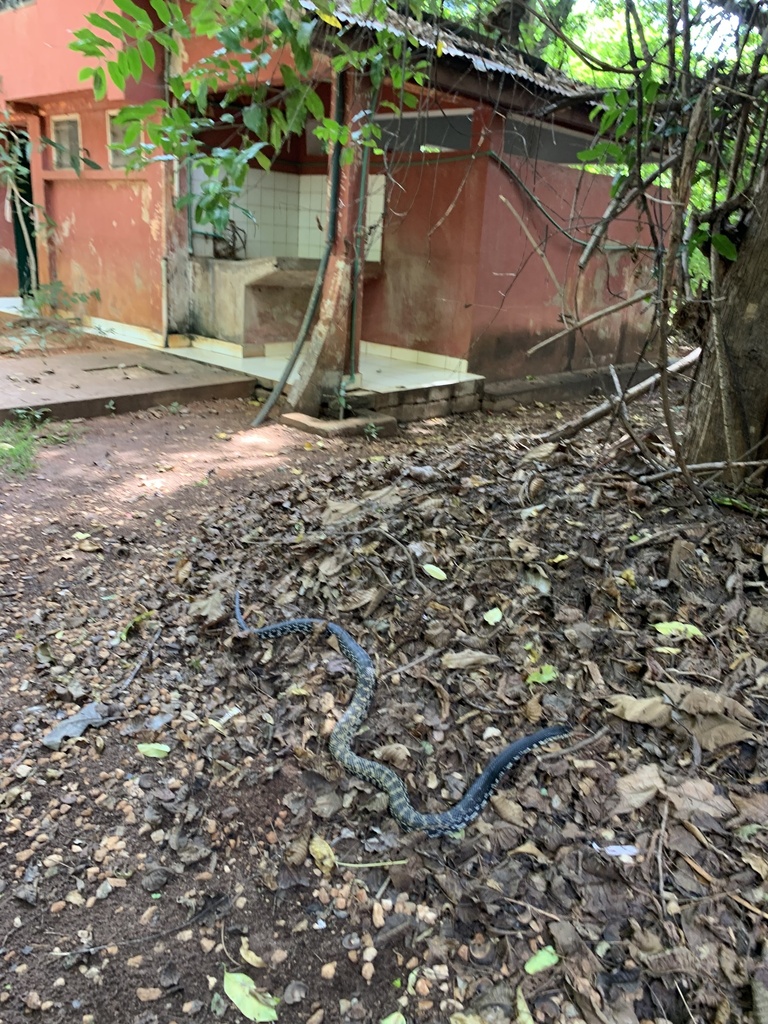 Giant Madagascan Hognose Snake from Madagascar Província de Mahajanga MG on December 7 2023