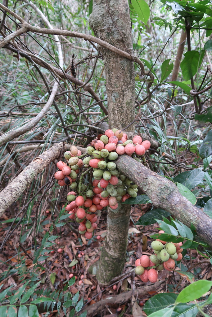 Gnetum hainanense (Gnetum hainanense)