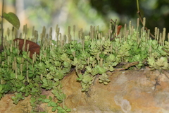 Peperomia berlandieri