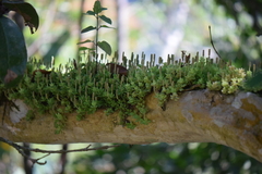Peperomia berlandieri