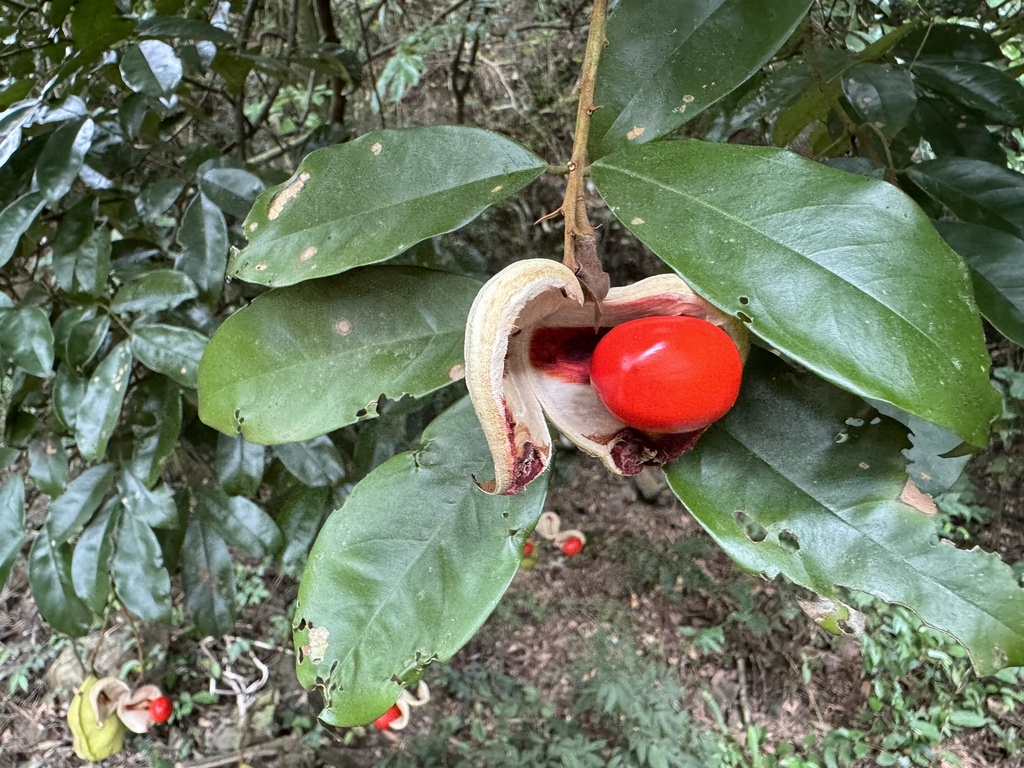 Ormosia fordiana (Ormosia fordiana)