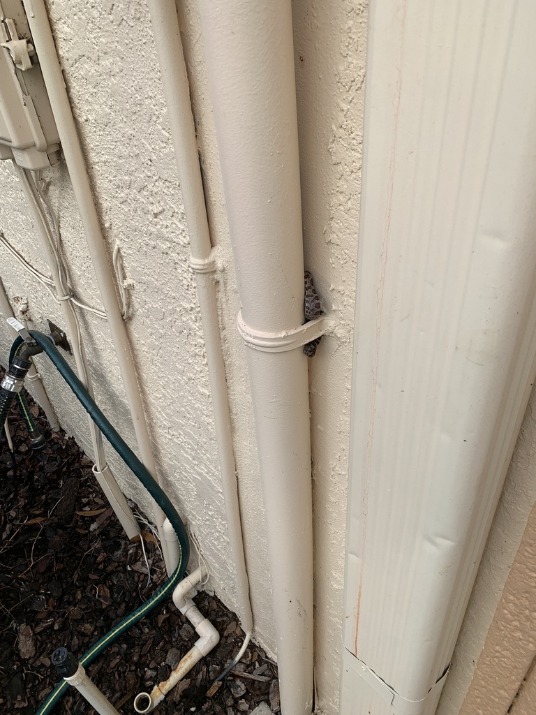 Corn Snake from Palm View Rd, Sarasota, FL, US on December 14, 2023 at