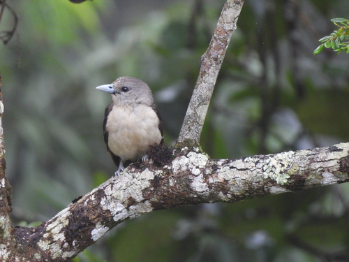 White-headed Vanga
