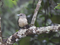 White-Headed Vanga photo 2