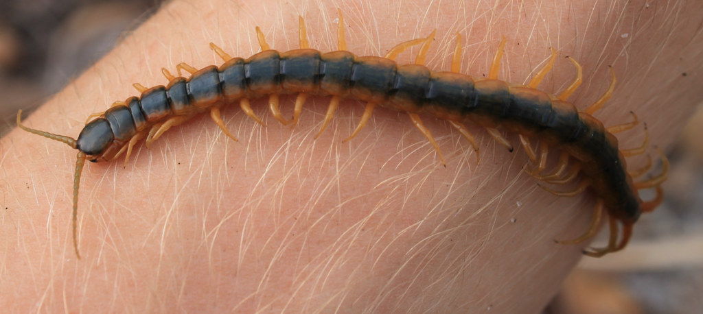 Florida Blue Centipede from Singer Island, Jupiter, FL, US on December ...