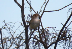 Euscarthmus meloryphus