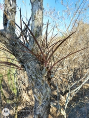 Encyclia