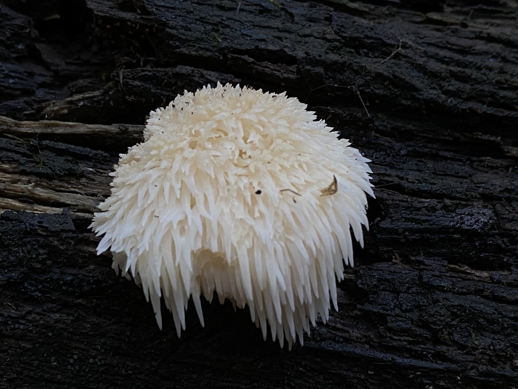 Lion S Mane Mushroom In December 2023 By Samzanita On Acer   Large 