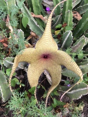 Stapelia grandiflora