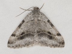 Digrammia pictipennata