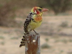 Trachyphonus erythrocephalus