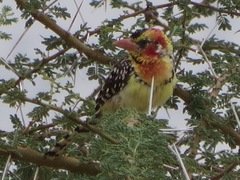 Trachyphonus erythrocephalus