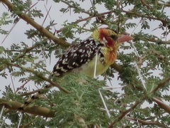 Trachyphonus erythrocephalus