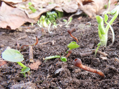 Sclerotinia
