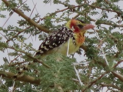 Trachyphonus erythrocephalus