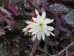 Disocactus crenatus