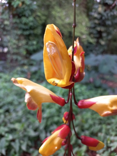 Thunbergia mysorensis (Thunbergia mysorensis)