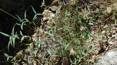 Trifolium dedeckerae