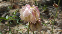 Trifolium dedeckerae