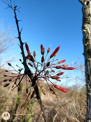 Fouquieria macdougalii