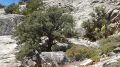 Pinus monophylla