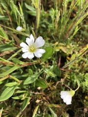 Cerastium viride