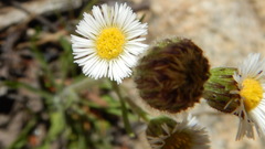 Erigeron multiceps