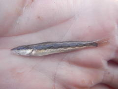 Percina macrocephala