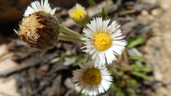 Erigeron multiceps