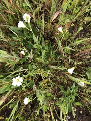 Cerastium viride