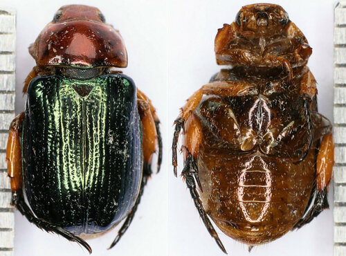 Adoretosoma atritarse