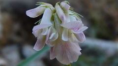 Trifolium dedeckerae
