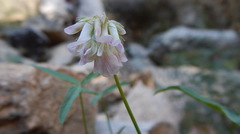 Trifolium dedeckerae
