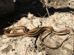 Thamnophis saurita septentrionalis