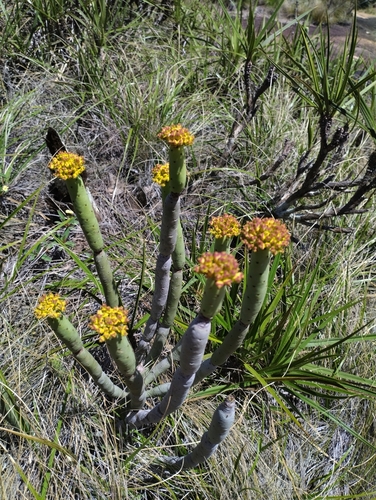 Euphorbia alluaudii