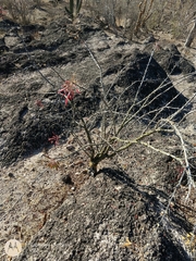 Fouquieria macdougalii