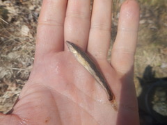 Percina macrocephala