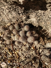 Mammillaria mazatlanensis