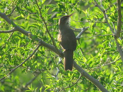 Tarphonomus certhioides