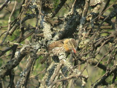 Nystalus maculatus