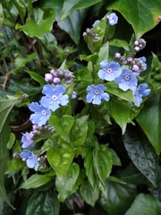 Omphalodes cappadocica