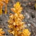 Barberry Broomrape - Photo (c) C T Johansson, some rights reserved (CC BY)