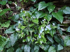 Omphalodes cappadocica