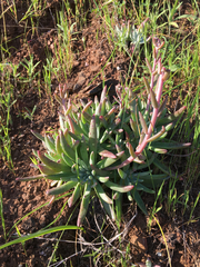 Dudleya virens hassei