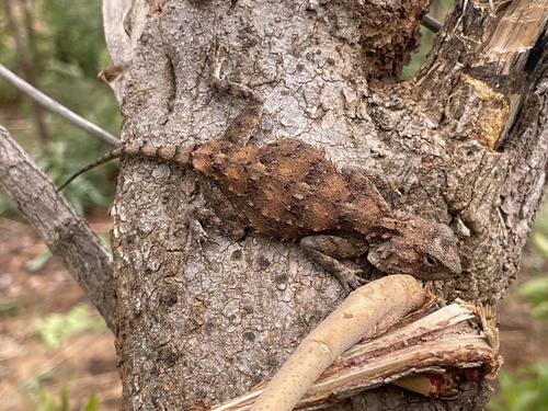 Tropical Spiny Agama