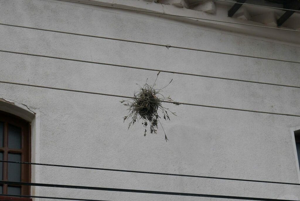 Tillandsia caliginosa; photograph (c) Hector Montero, some rights reserved (CC BY)