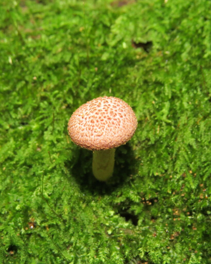 Gymnopilus luteofolius · December 2023 · photo: © lucasmantelo (iNaturalist, cc-by)